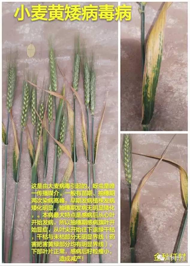 小麦抽穗期干尖是什么原因,小麦撒尿素后干尖如何补救