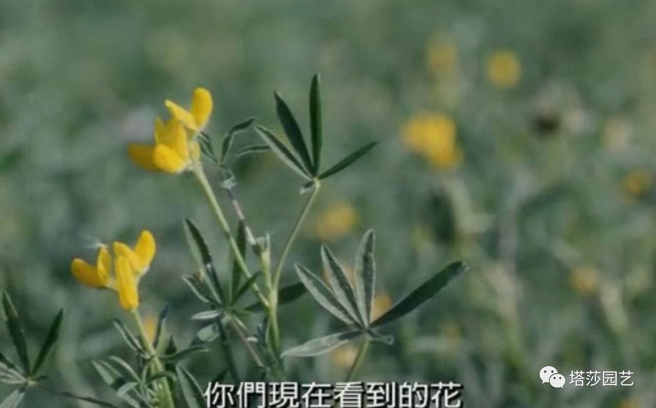 除了康乃馨以外送给妈妈什么花,代表母亲的花是康乃馨