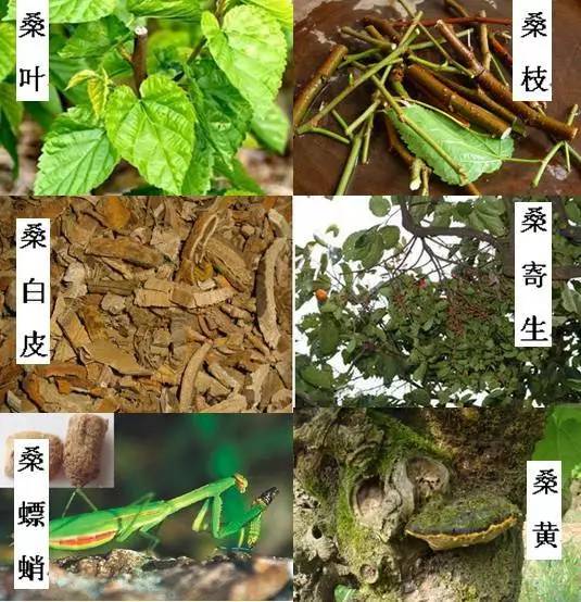 萃臻源药食同源系列桑葚干,桑葚神奇的食材和药材