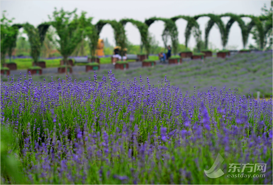 上海免费开放的旅游景区,上海免费开放的公园及旅游景点
