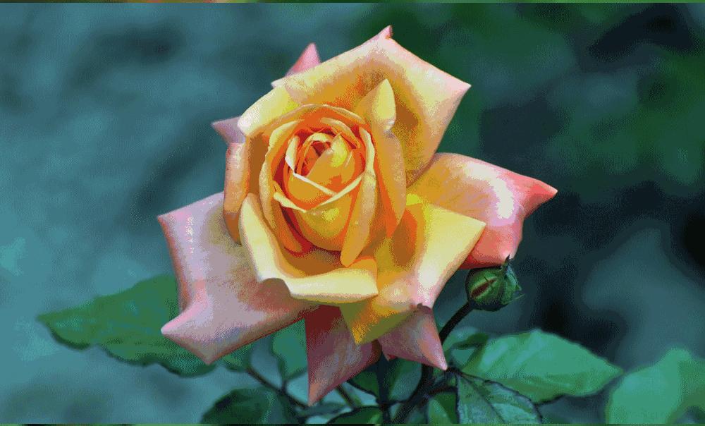 成都周边玫瑰花景点,成都周边玫瑰景点推荐一下