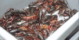 6张桌子，2个包厢，城南这家连导航都搜不到的私房小馆子，却藏着《食神》级别的蛋炒饭……