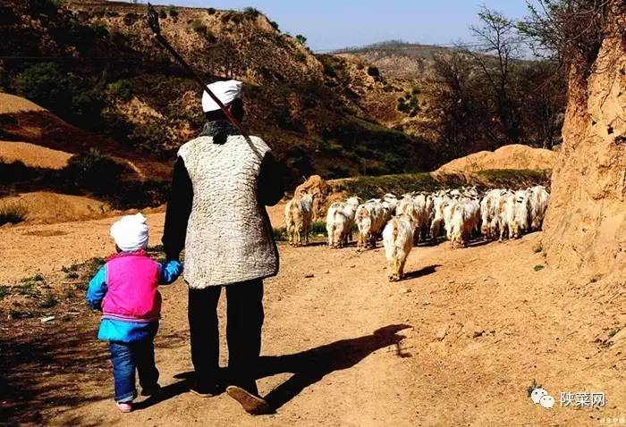 陕菜探秘之旅,陕北特色美食陕菜