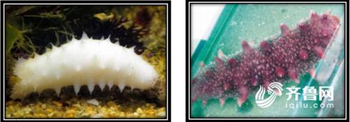 端午节旅游攻略自驾游山东,端午小长假适合去哪玩自驾