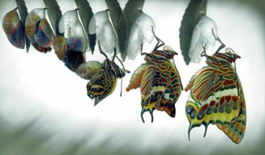 丑小鸭进化图,丑小鸭进化之路