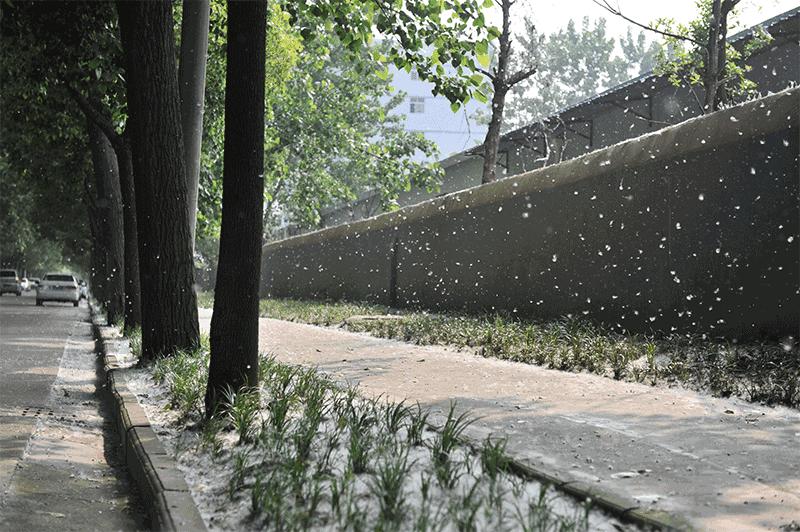 杨絮戴口罩,杨絮满天飞买什么东西防护