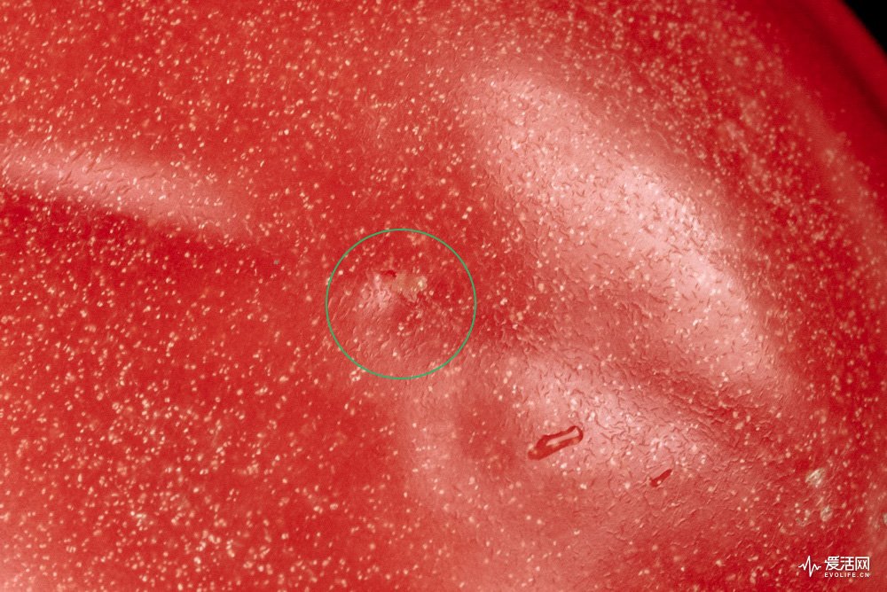 飞利浦和欧乐b电动牙刷哪个好,欧乐b与飞利浦电动牙刷哪个好