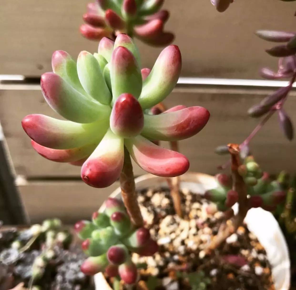 雨季多肉徒长怎么办,雨水多多肉腐烂怎么办