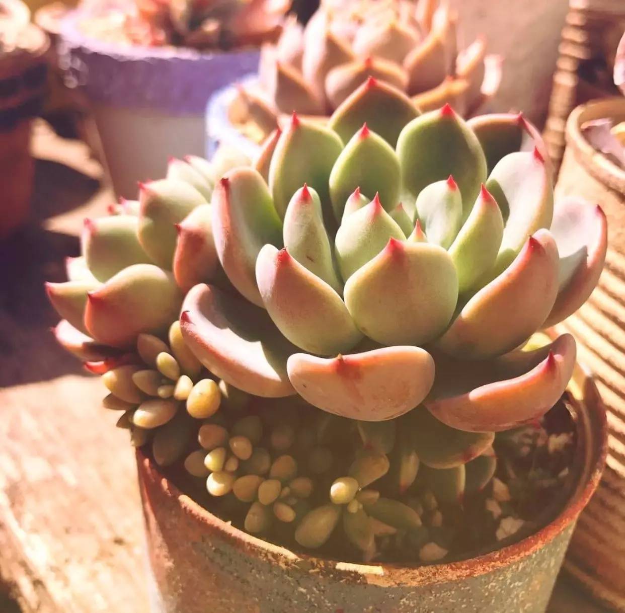 雨季多肉徒长怎么办,雨水多多肉腐烂怎么办