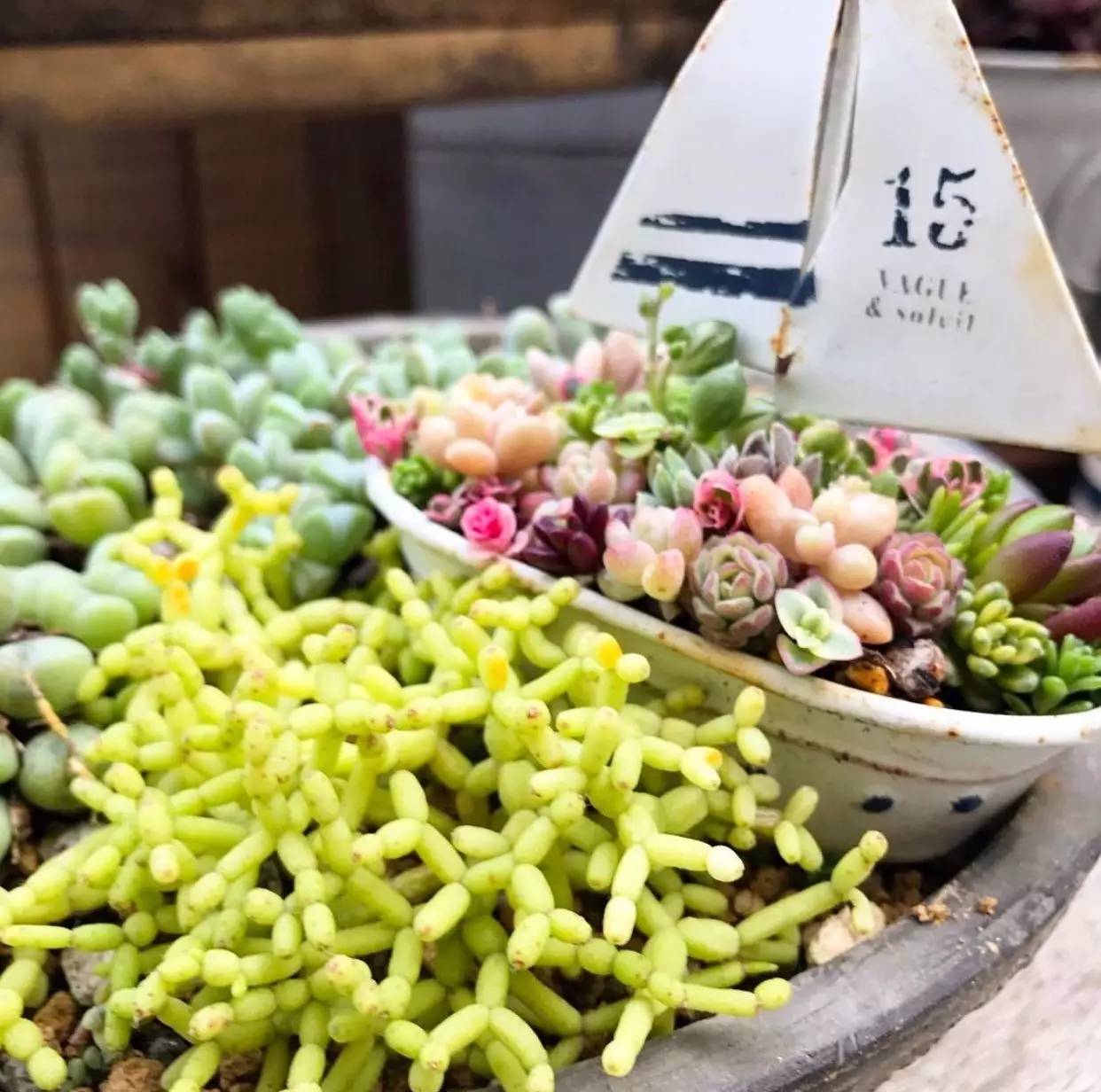 雨季多肉徒长怎么办,雨水多多肉腐烂怎么办