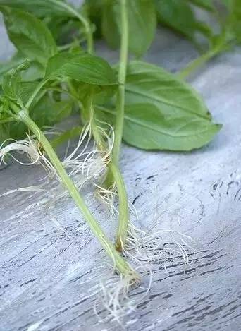 薄荷种盆,现在种绿色植物