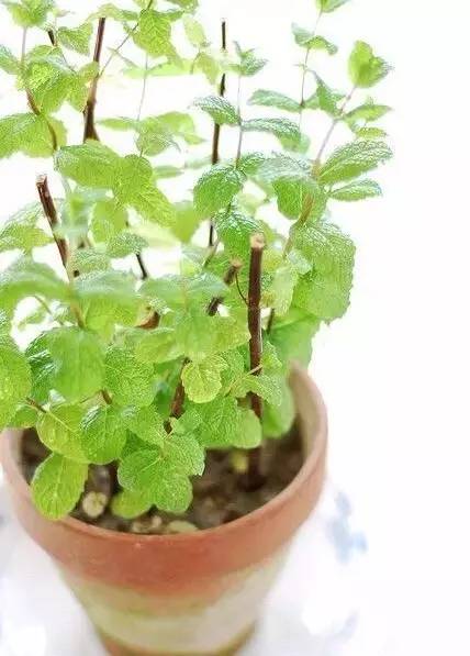 薄荷种盆,现在种绿色植物