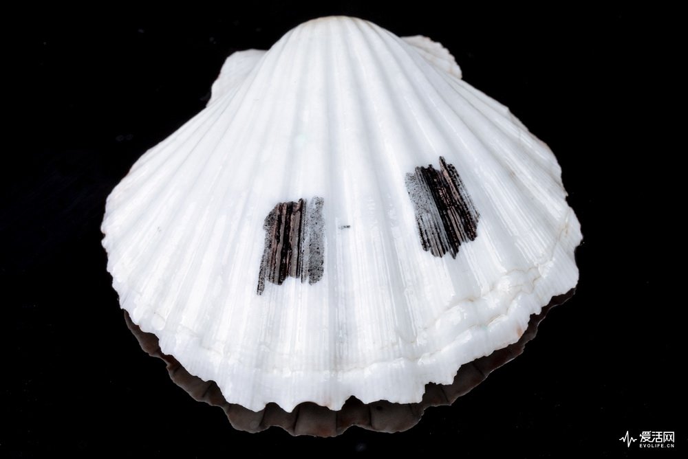 飞利浦和欧乐b电动牙刷哪个好,欧乐b与飞利浦电动牙刷哪个好