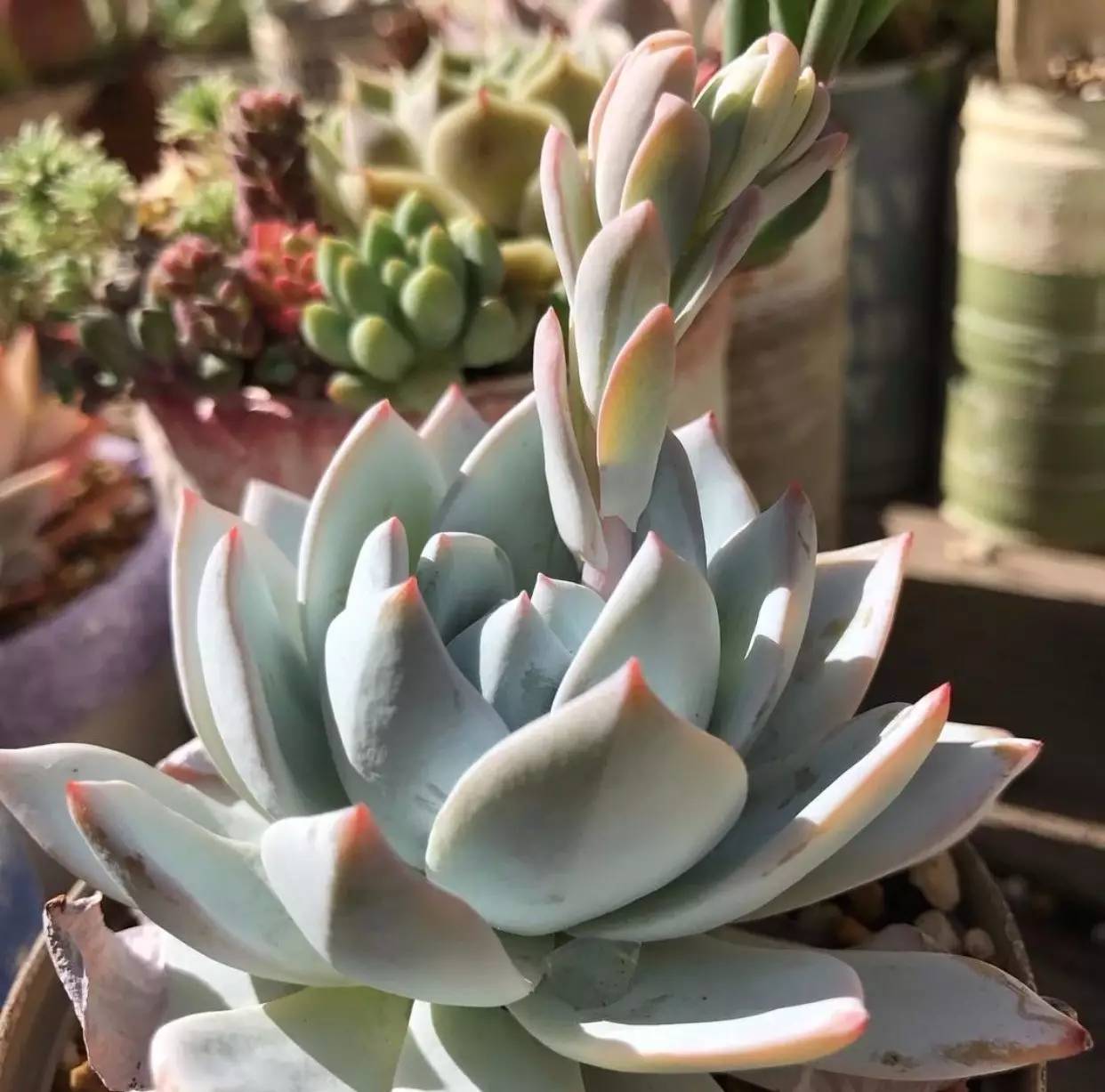 雨季多肉徒长怎么办,雨水多多肉腐烂怎么办