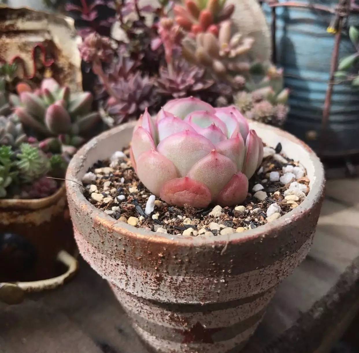 雨季多肉徒长怎么办,雨水多多肉腐烂怎么办