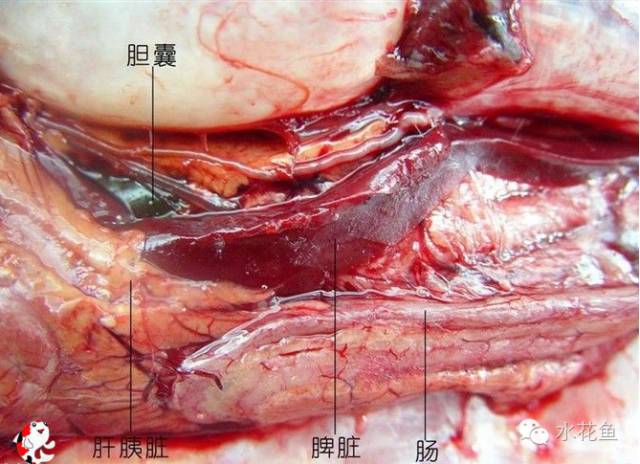 鱼的解剖及内部结构观察,鱼的内部构造讲解