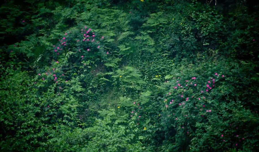 成都周边玫瑰花景点,成都周边玫瑰景点推荐一下