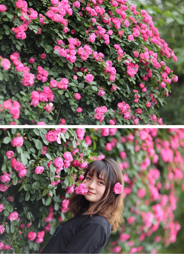 成都周边玫瑰花景点,成都周边玫瑰景点推荐一下