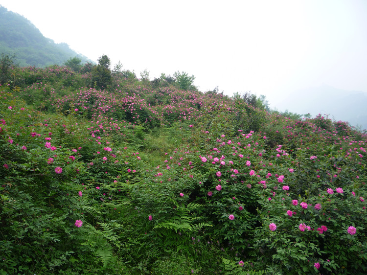 成都周边玫瑰花景点,成都周边玫瑰景点推荐一下