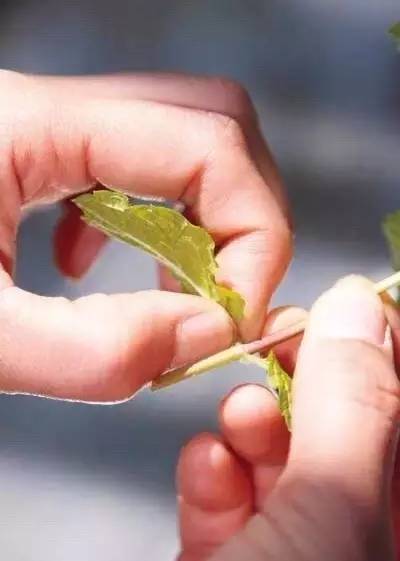 薄荷种盆,现在种绿色植物