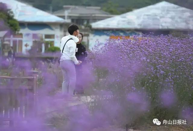 大眼微拍丨昨天的桃花岛上万人同过520，记者小哥却发现了另一类“风月无边”