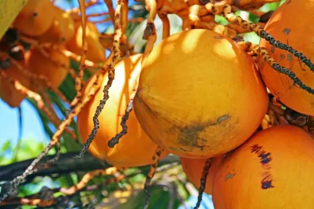 斯里兰卡宝石黄宝石,斯里兰卡印度宝石