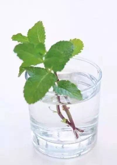 薄荷种盆,现在种绿色植物