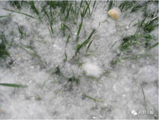 杨絮戴口罩,杨絮满天飞买什么东西防护