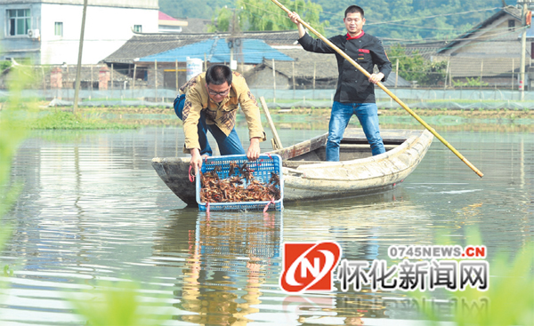 怀化龙虾养殖基地,怀化养殖龙虾基地
