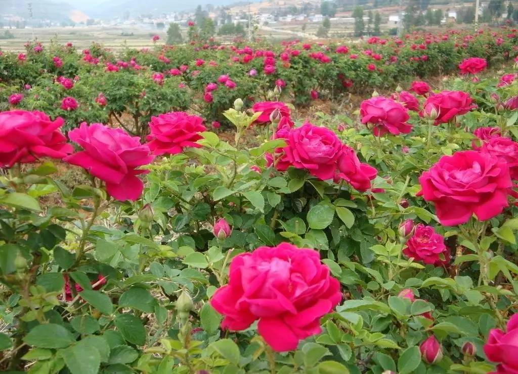 再上4天班就放假了吗,重庆放假最新通知