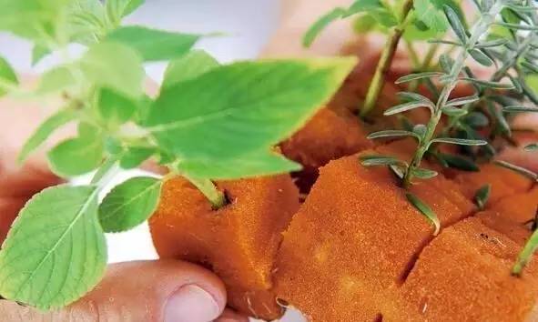 薄荷种盆,现在种绿色植物