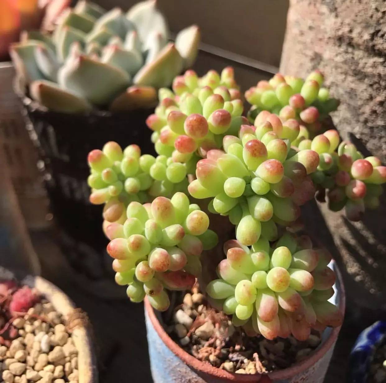雨季多肉徒长怎么办,雨水多多肉腐烂怎么办