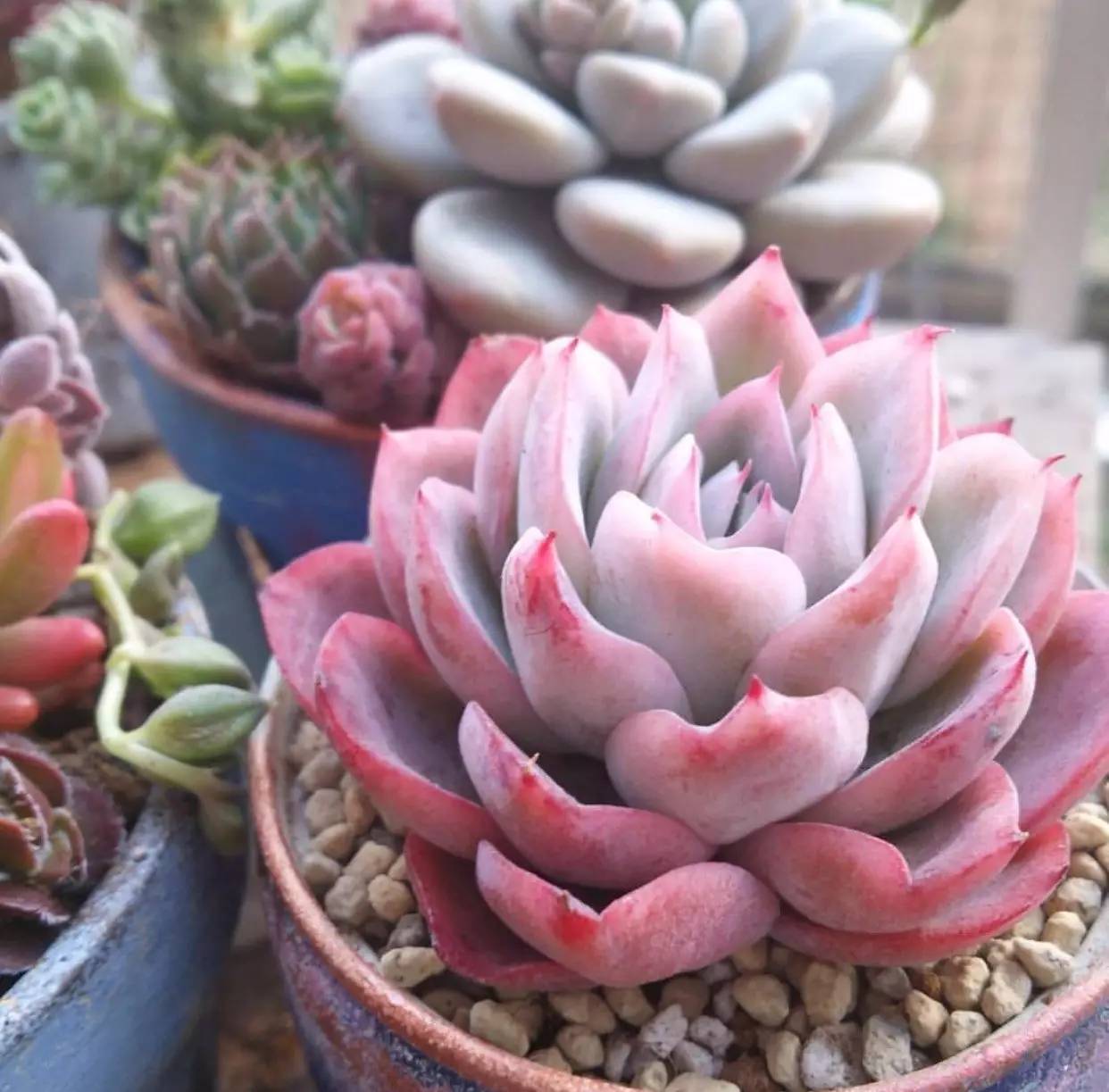 雨季多肉徒长怎么办,雨水多多肉腐烂怎么办