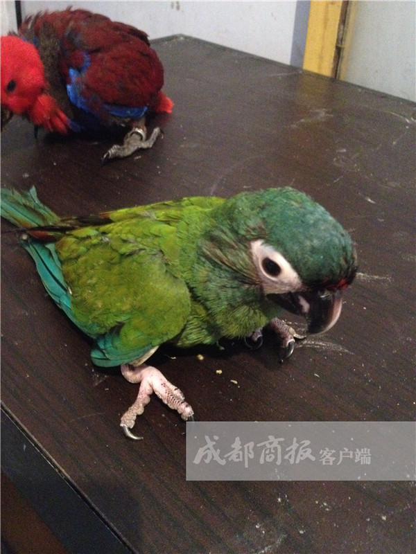 成都小伙收购12只鹦鹉拿到网上卖结果被判刑罚了3万元