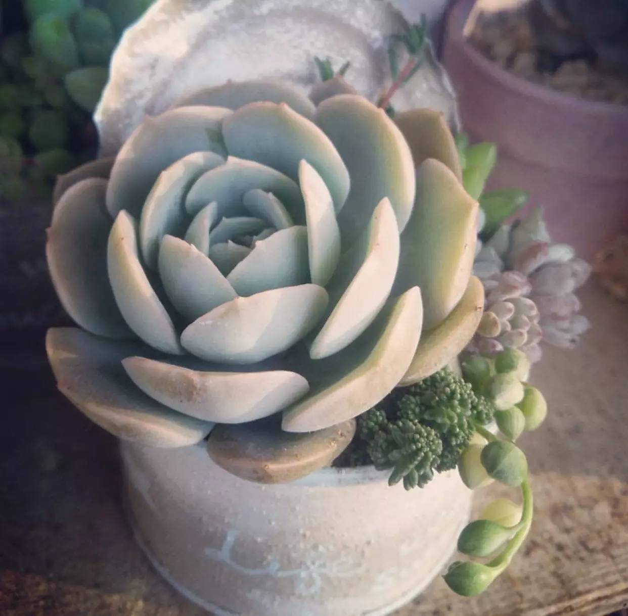 雨季多肉徒长怎么办,雨水多多肉腐烂怎么办