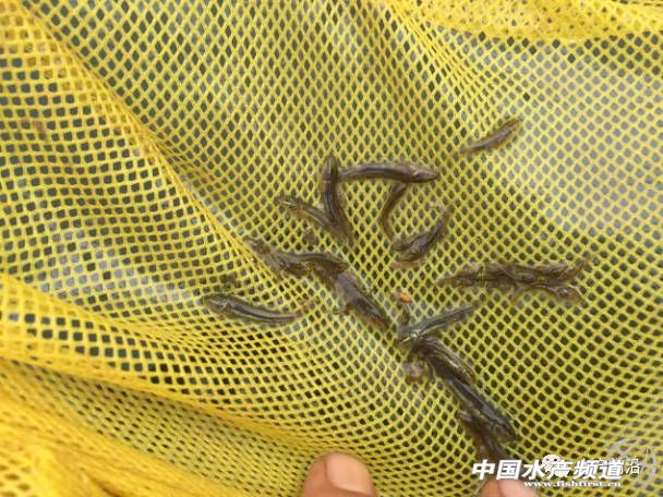 台湾泥鳅有哪些特点,为什么台湾泥鳅取代了本地泥鳅