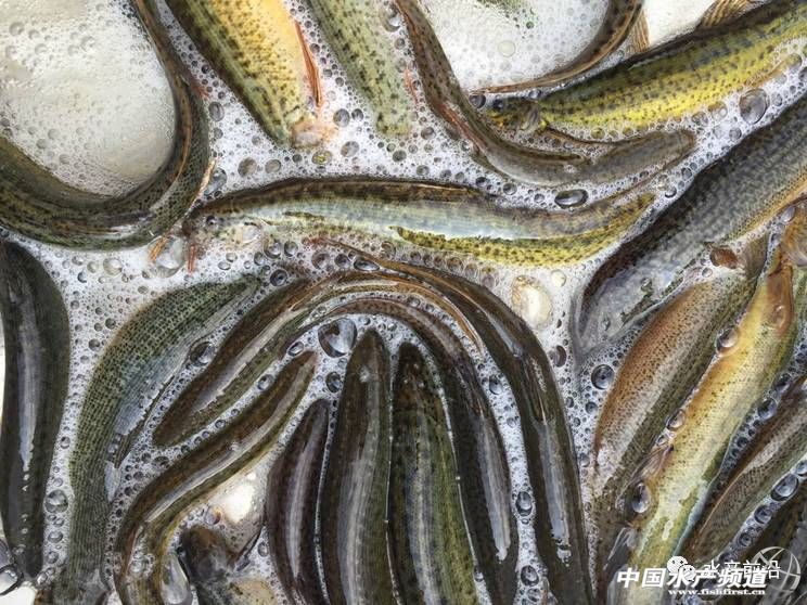 台湾泥鳅有哪些特点,为什么台湾泥鳅取代了本地泥鳅