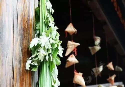 端午艾草养生图片,端午挂艾草祝大家端午安康