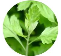 端午艾草养生图片,端午挂艾草祝大家端午安康