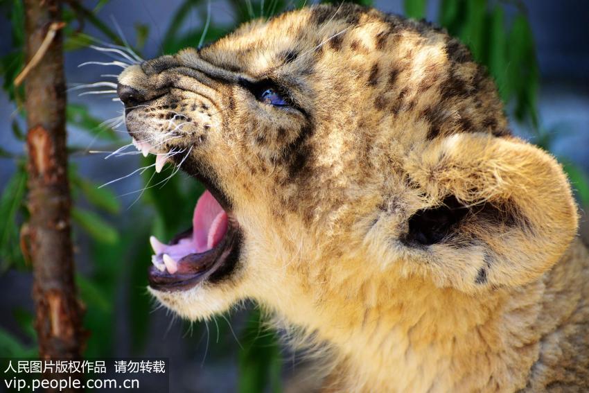 磕磕碰碰在所难免如何紧急应对孩子“牙脱位”？