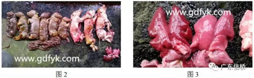 中暑造成死亡原因,中暑的表现和怀孕初期症状