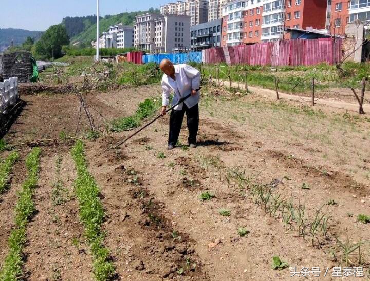 102岁老人种菜长寿秘诀,百岁老人的种菜经验口诀