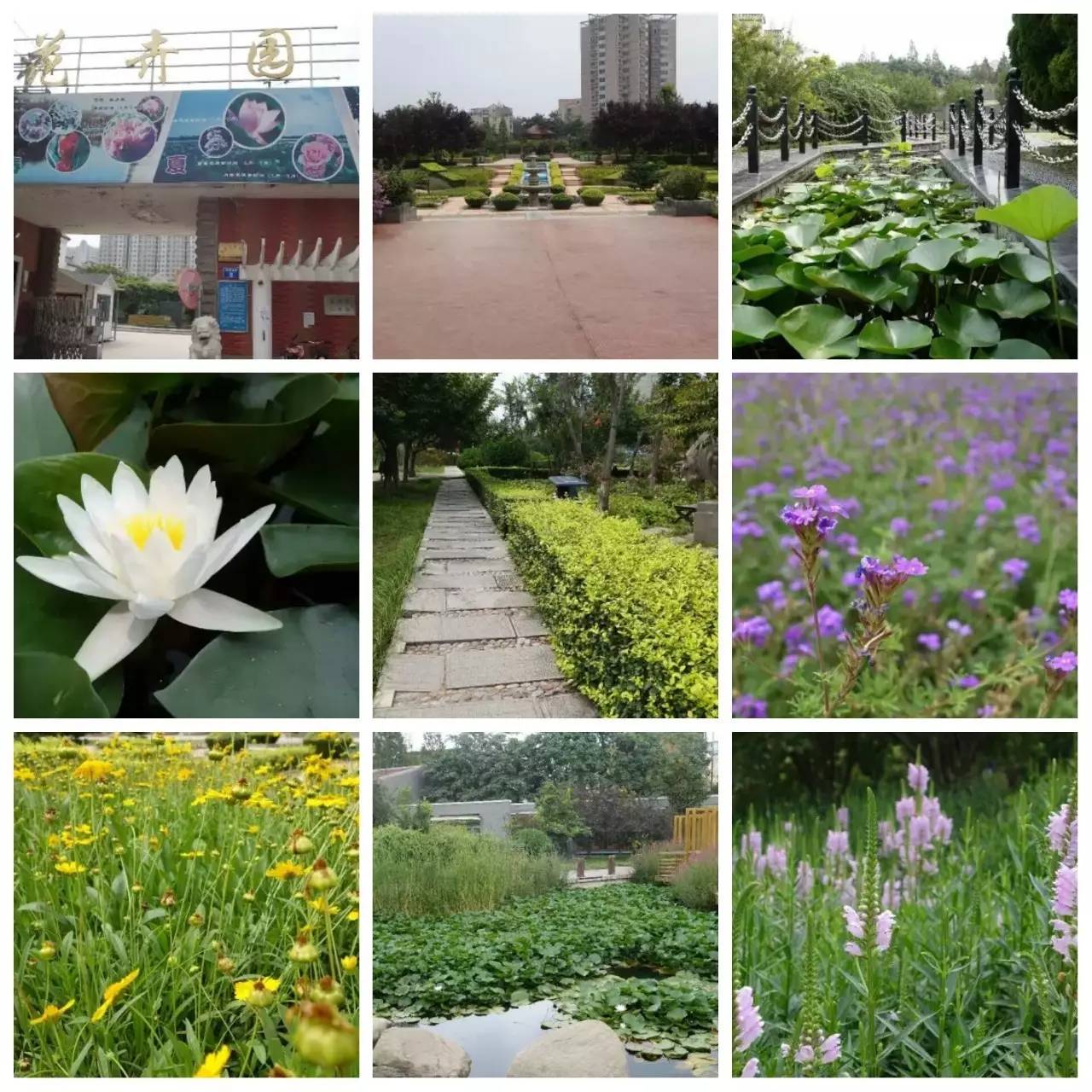 我用30万步，走遍石家庄公园