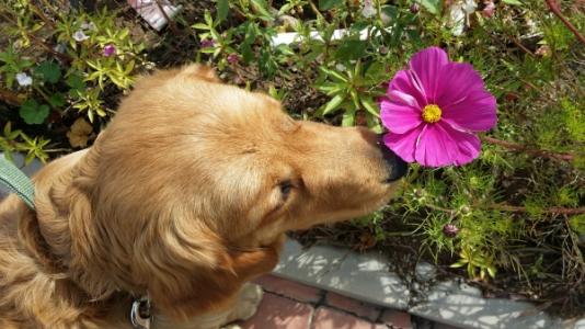 纠正狗狗乱捡东西视频,狗狗坏习惯纠正从哪一步开始