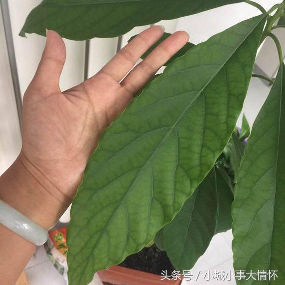 吃完牛油果千万别碰5种食物,吃完的牛油果别扔