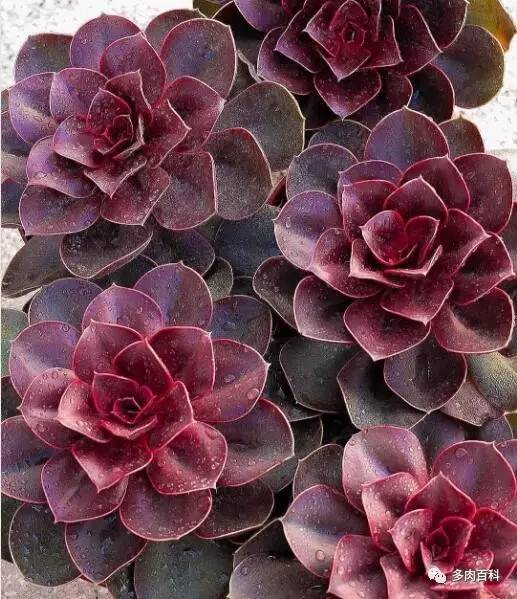 多肉土壤板结了怎么办,多肉土壤板结会怎样