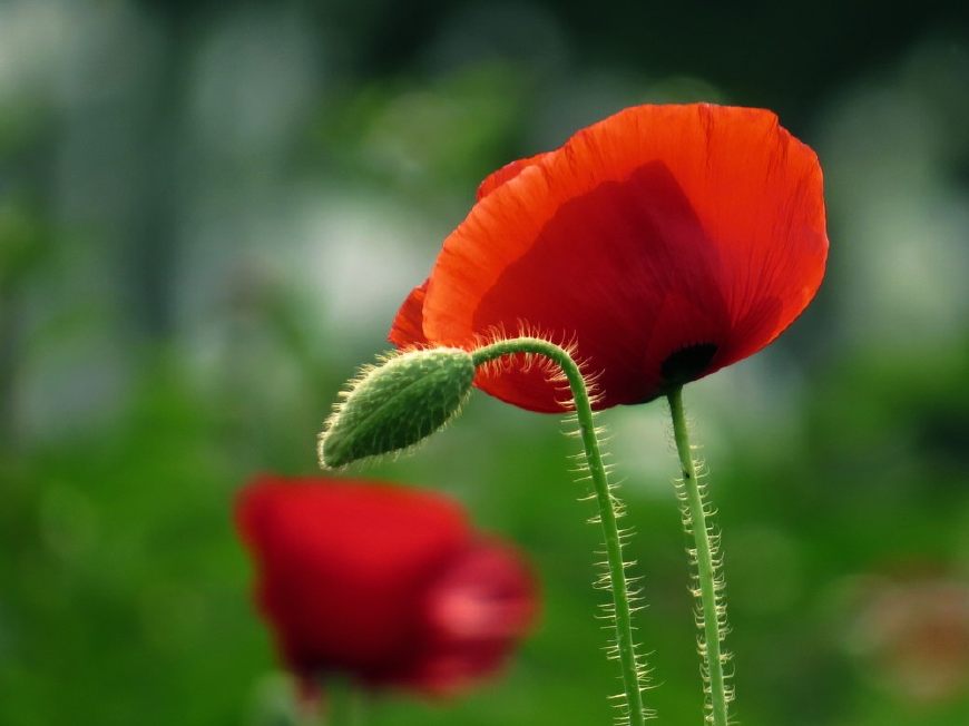 虞美人的花多彩丰富,薄薄的花瓣质薄如绫,光洁似绸,飘然欲飞