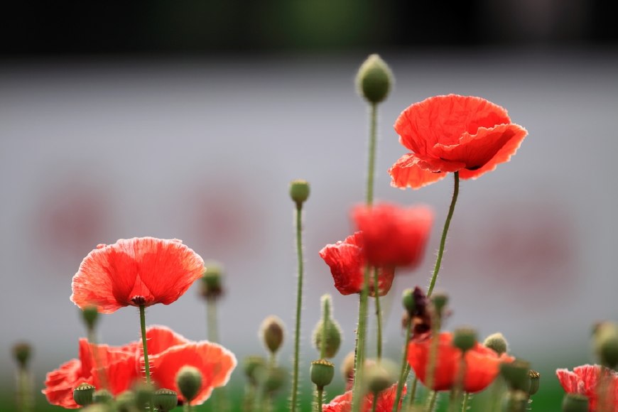 虞美人的花多彩丰富,薄薄的花瓣质薄如绫,光洁似绸,飘然欲飞