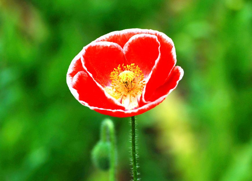 虞美人的花多彩丰富,薄薄的花瓣质薄如绫,光洁似绸,飘然欲飞