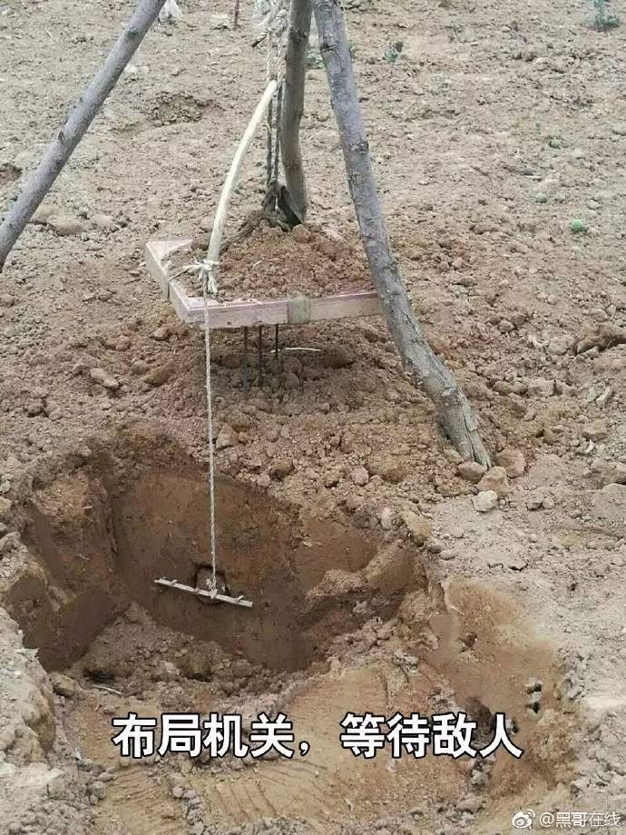 果园灭鼠最佳方法,洛川专业灭鼠